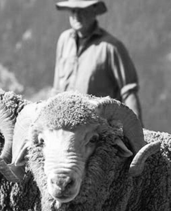 Home Man Sheep